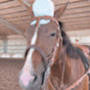 Meet your Posher, Rylee